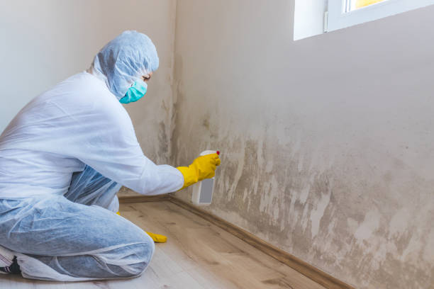 Licensed Mold Remediation service in Saint Leonard, MD - WQB Mold Removal
