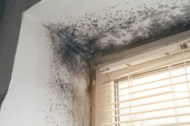 Affordable Mold Remediation solutions in Saint Leonard, MD